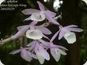 Dendrobium aphyllum